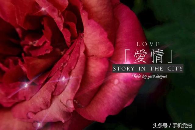 圣诞蔷薇是什么花花语是什么，蔷薇玫瑰花语是什么（16种“暗藏心意”的花）