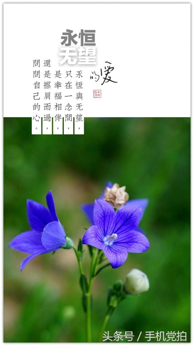圣诞蔷薇是什么花花语是什么，蔷薇玫瑰花语是什么（16种“暗藏心意”的花）