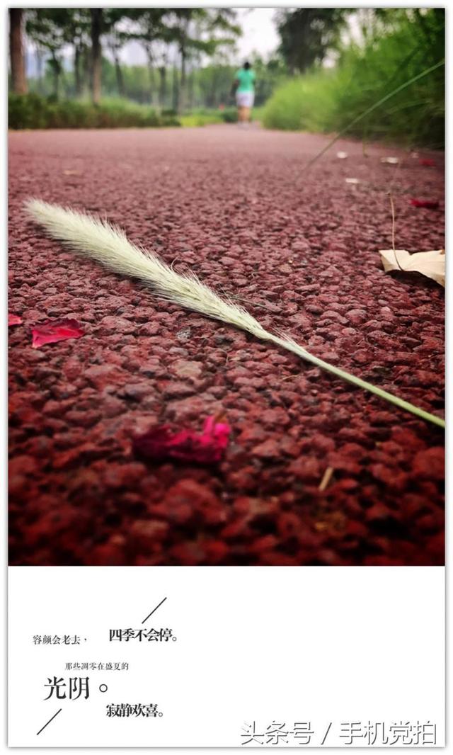 圣诞蔷薇是什么花花语是什么，蔷薇玫瑰花语是什么（16种“暗藏心意”的花）