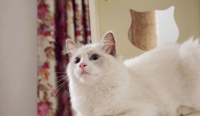 长毛，盘点五种优雅高贵的长毛猫（长毛猫品种大全及图片）