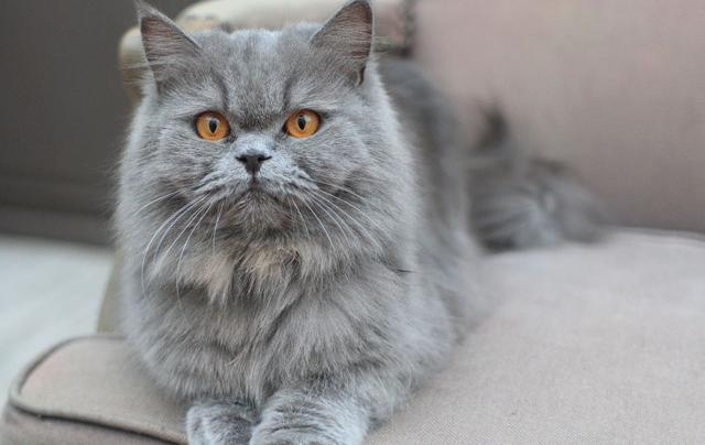 长毛，盘点五种优雅高贵的长毛猫（长毛猫品种大全及图片）