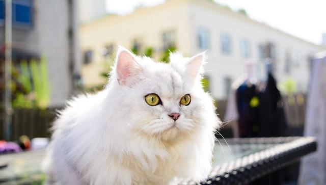 长毛，盘点五种优雅高贵的长毛猫（长毛猫品种大全及图片）