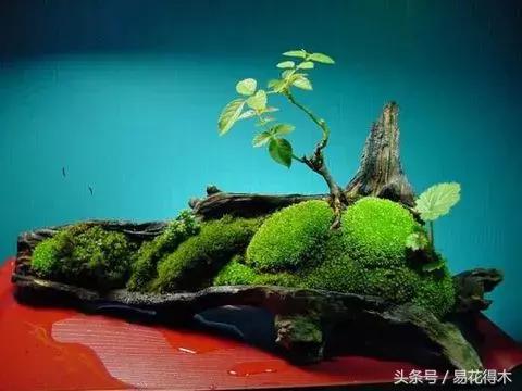 浇什么意思解释，浇字笔画笔顺（“间干间湿”和“见干见湿”区别在哪儿）