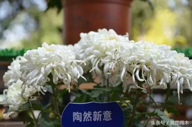 浇什么意思解释，浇字笔画笔顺（“间干间湿”和“见干见湿”区别在哪儿）