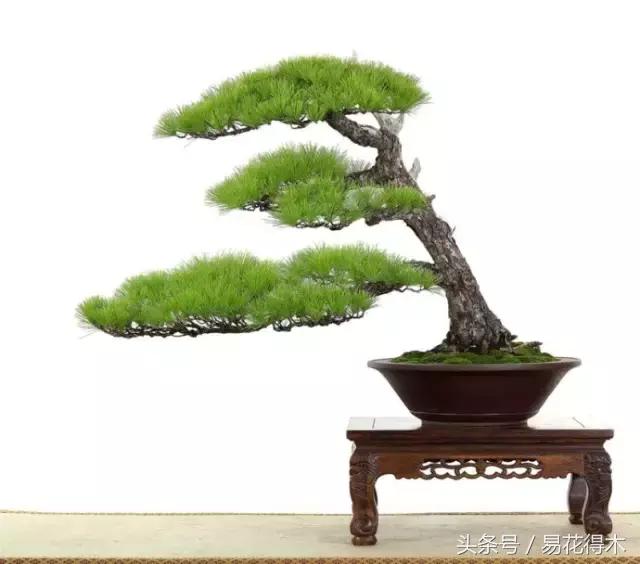 浇什么意思解释，浇字笔画笔顺（“间干间湿”和“见干见湿”区别在哪儿）