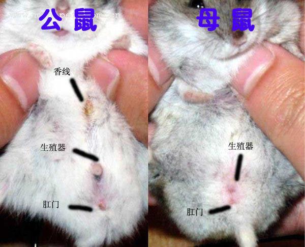 仓鼠公母区分图片,小仓鼠多大能分得出公母啊(用这个简单的方法助你
