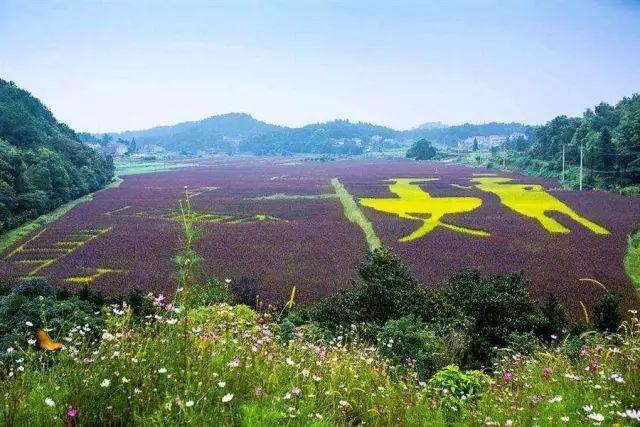 松果泡酒有什么功效，黄花菜的功效与作用有什么（42个农村致富项目都给你）