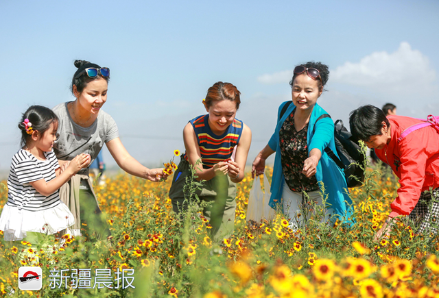 雪菊的功效与作用，万名市民体验免费采摘（雪菊的功效与作用中药查询）
