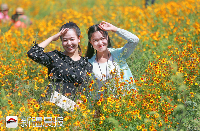 雪菊的功效与作用，万名市民体验免费采摘（雪菊的功效与作用中药查询）