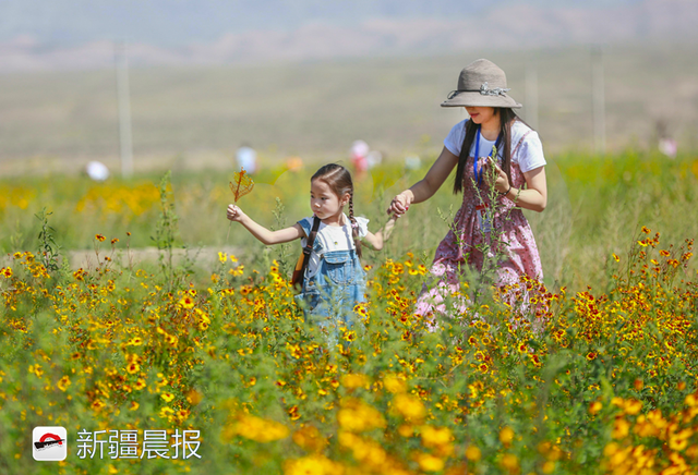 雪菊的功效与作用，万名市民体验免费采摘（雪菊的功效与作用中药查询）