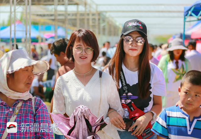 雪菊的功效与作用，万名市民体验免费采摘（雪菊的功效与作用中药查询）
