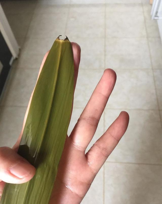 香肠粽子的做法和配料，香肠粽子的做法（教你做腊肠肉粽子的全过程）