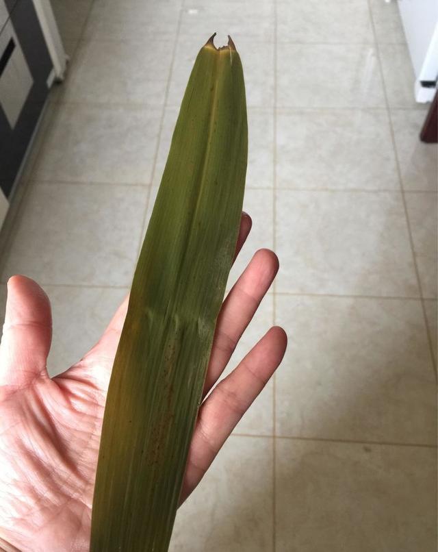 香肠粽子的做法和配料，香肠粽子的做法（教你做腊肠肉粽子的全过程）