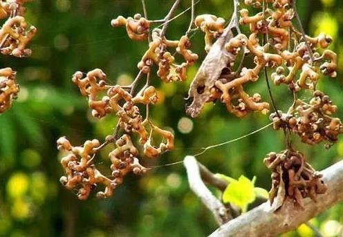 万寿果泡酒的功效，万寿果的籽可以泡酒吗（降血压、消化体内多余脂肪）