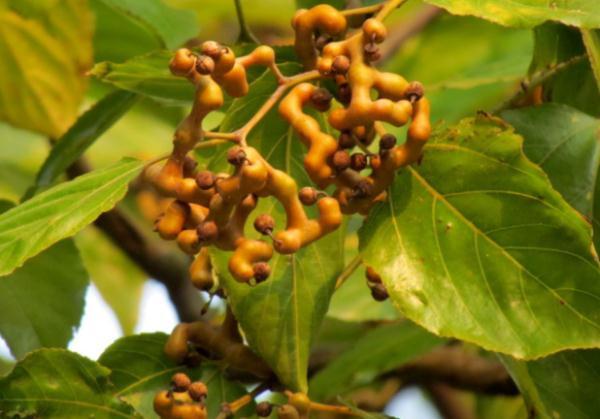 万寿果泡酒的功效，万寿果的籽可以泡酒吗（降血压、消化体内多余脂肪）