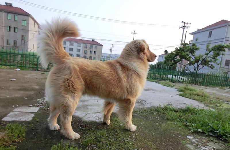 金毛犬打疫苗多少钱 金毛犬打疫苗在什么地方打