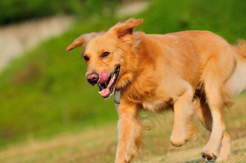 金毛犬打疫苗多少钱 金毛犬打疫苗在什么地方打