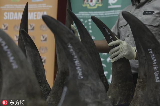 犀牛角图片，犀牛角图片大全做法（马来西亚当局查获50件非洲犀牛角）