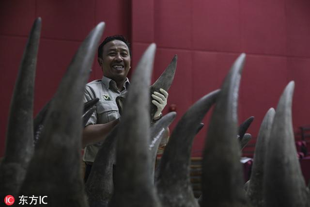 犀牛角图片，犀牛角图片大全做法（马来西亚当局查获50件非洲犀牛角）