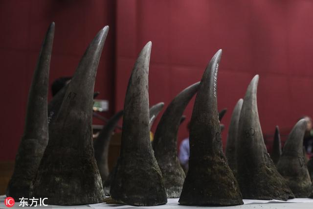 犀牛角图片，犀牛角图片大全做法（马来西亚当局查获50件非洲犀牛角）