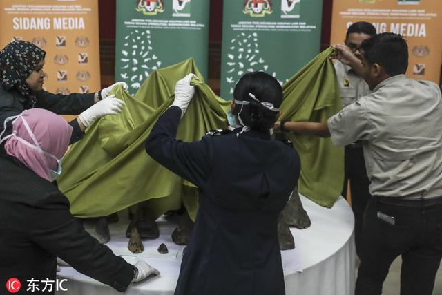 犀牛角图片，犀牛角图片大全做法（马来西亚当局查获50件非洲犀牛角）