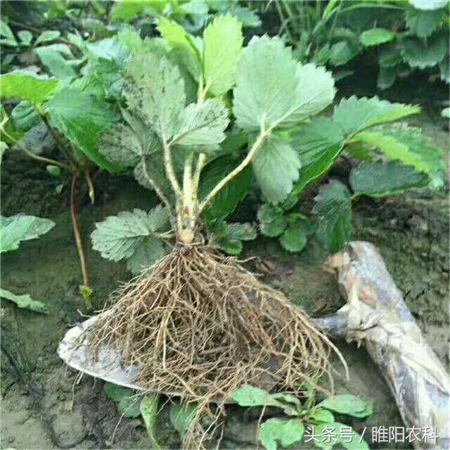 種草莓怎麼種植方法,種草莓怎麼種植方法和技術(不生病,少死苗,早結果