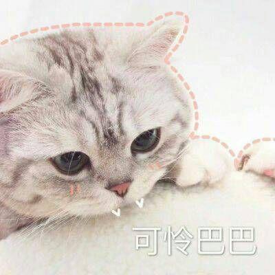 可爱到爆的猫咪头像，超萌超可爱猫咪头像（最新可爱的猫咪微信头像）