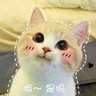 可爱到爆的猫咪头像，超萌超可爱猫咪头像（最新可爱的猫咪微信头像）
