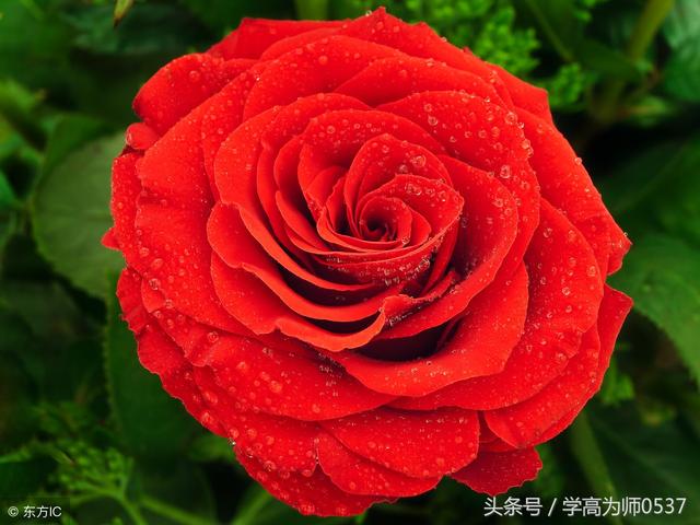 金黄金黄的类似词语，金黄金黄的什么（小学一年级语文上册词语大全）