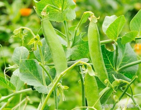 豌豆射手怎么画，植物大战僵尸里的豌豆射手怎么画（少儿创意美术《豌豆荚》）