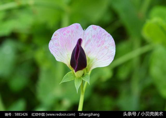 豌豆射手怎么画，植物大战僵尸里的豌豆射手怎么画（少儿创意美术《豌豆荚》）