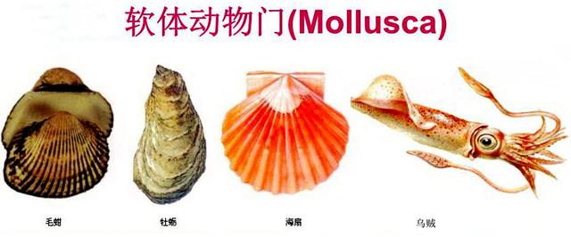 海鲜有哪些种类，文蛤、牡蛎、竹蛏、毛蚶……你都了解了吗