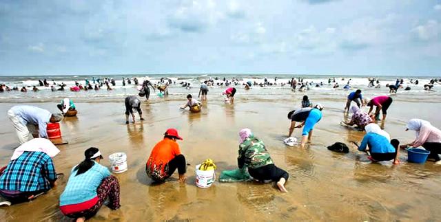 海鲜有哪些种类，文蛤、牡蛎、竹蛏、毛蚶……你都了解了吗