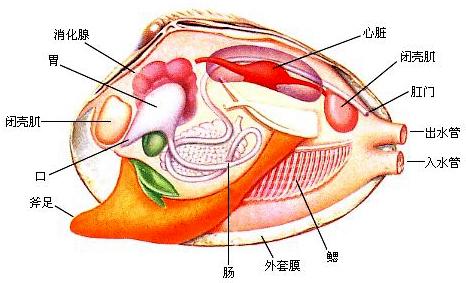 红色北极贝是熟的吗，北极贝贵还是三文鱼贵（关于各种贝类的名字、区别、产地、吃法）