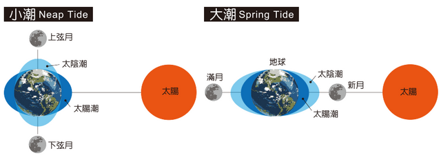 海鲜有哪些种类，文蛤、牡蛎、竹蛏、毛蚶……你都了解了吗