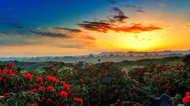 杜鹃花的花语是什么意思呢，杜鹃花要开了......