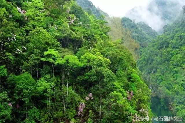 亚热带季风气候特点,亚热带季风气候特点是什么(气候带划分:南亚热带)