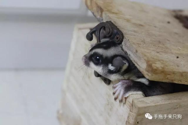 鼯鼠吃什么,老鼠要吃什么(蜜袋鼯饲养小记)