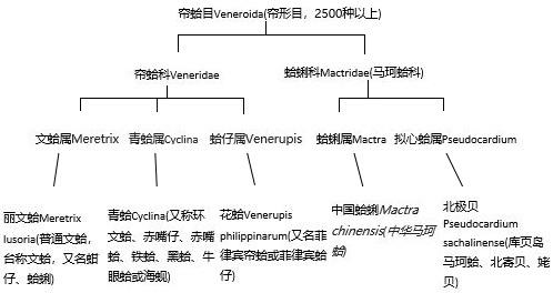 海鲜有哪些种类，文蛤、牡蛎、竹蛏、毛蚶……你都了解了吗