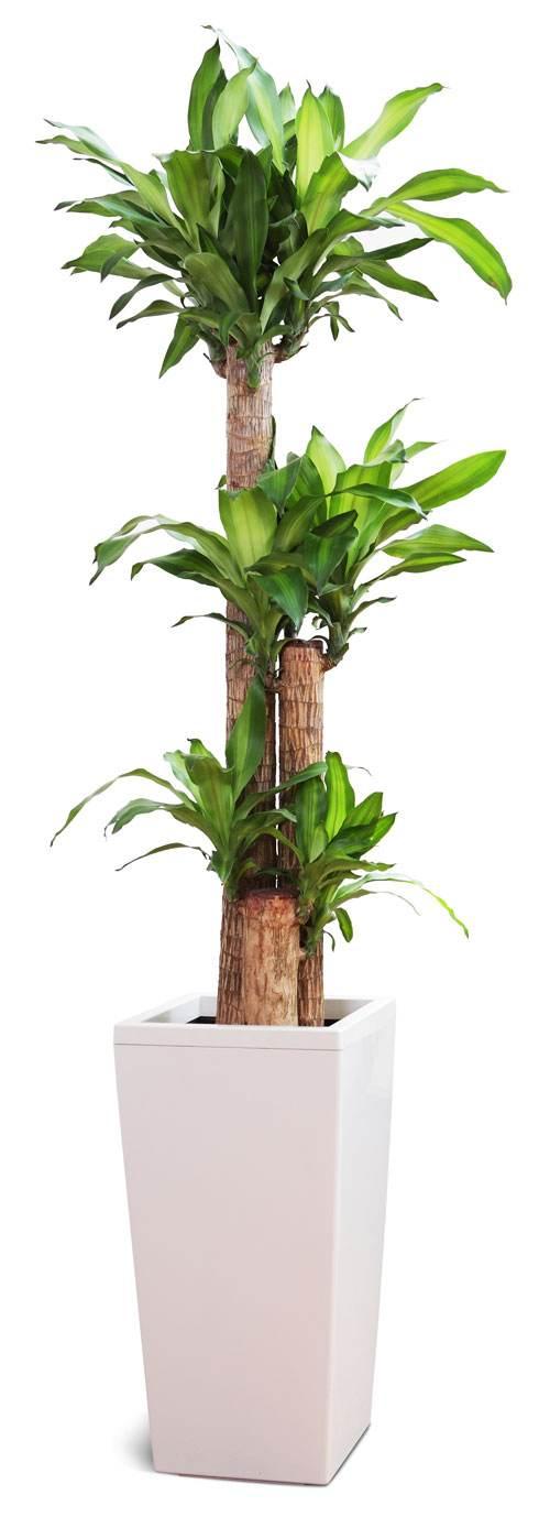 巴西木的养殖方法,巴西木的养殖方法和注意事项(巴西木叶子发黄枯萎)