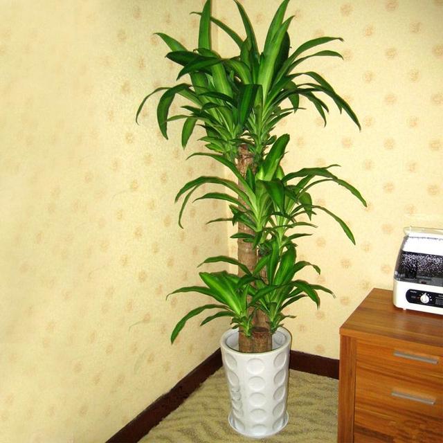 巴西木的养殖方法,巴西木的养殖方法和注意事项(巴西木叶子发黄枯萎)