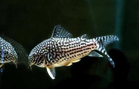 各种观赏鱼的图片，大型观赏鱼种类图片（3分钟了解3类常见南美观赏鱼价格）