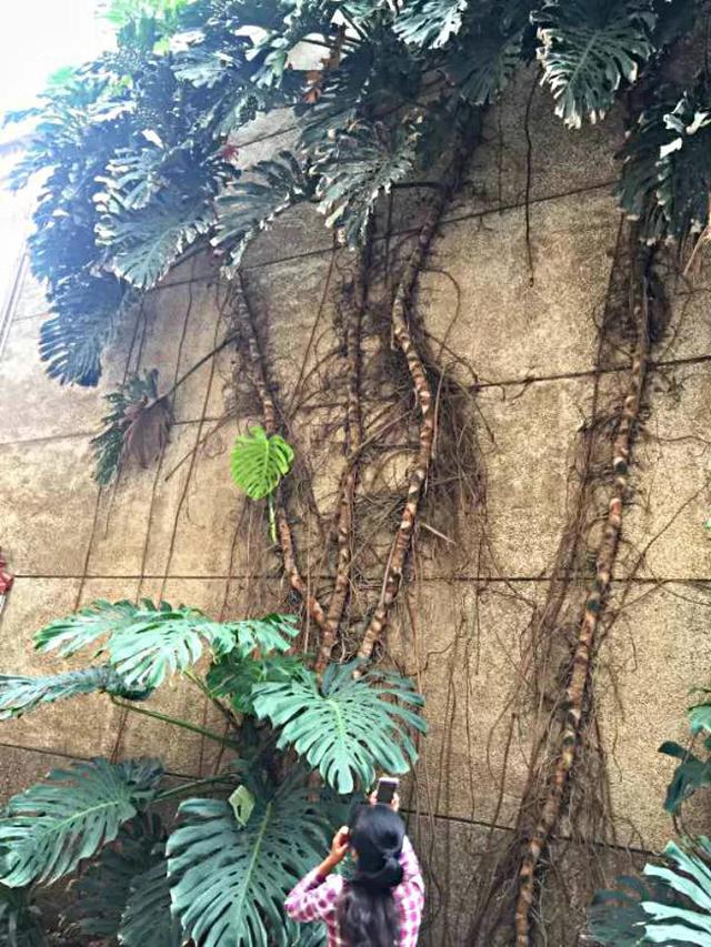 客厅适合养什么花，客厅适合养什么花和植物好风水（堪称“不死花”）