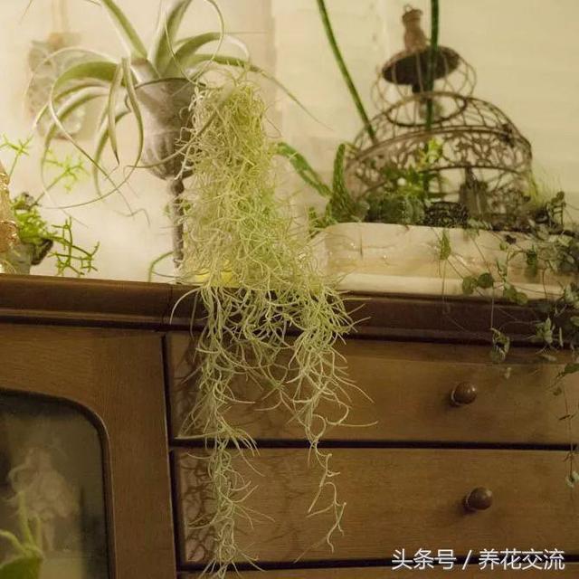 斑叶竹节秋海棠，竹节秋海棠的夏季养护方法（6种长相奇特的室内植物）