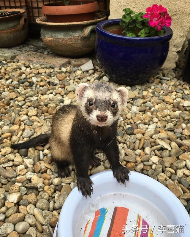 宠物貂寿命，这就是人见人爱的宠物貂（宠物貂寿命）