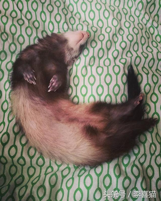 宠物貂寿命，这就是人见人爱的宠物貂（宠物貂寿命）