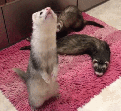 宠物貂寿命，这就是人见人爱的宠物貂（宠物貂寿命）