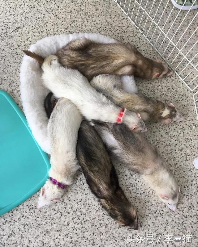 宠物貂寿命，这就是人见人爱的宠物貂（宠物貂寿命）