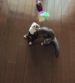 宠物貂寿命，这就是人见人爱的宠物貂（宠物貂寿命）