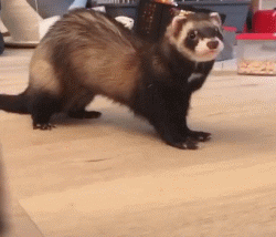 宠物貂寿命，这就是人见人爱的宠物貂（宠物貂寿命）